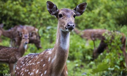 ಕಾರ್ತಿಕ್ ವಿ. ಎನ್. ತೆಗೆದ ಈ ದಿನದ ಚಿತ್ರ