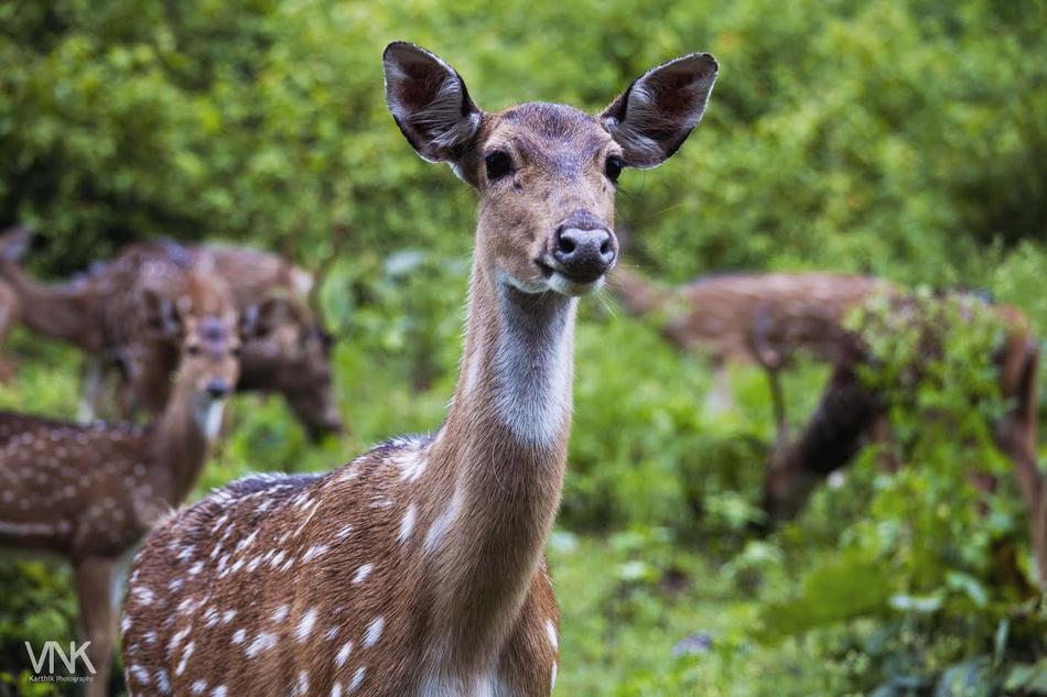 ಕಾರ್ತಿಕ್ ವಿ. ಎನ್. ತೆಗೆದ ಈ ದಿನದ ಚಿತ್ರ