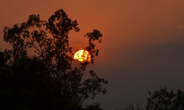 ರೇಣು ಪ್ರಿಯದರ್ಶಿನಿ ತೆಗೆದ ಈ ದಿನದ ಚಿತ್ರ