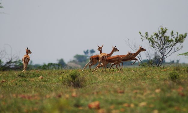 ಅಶ್ವಥ ಕೆ.ಎನ್ ತೆಗೆದ ಈ ದಿನದ ಚಿತ್ರ