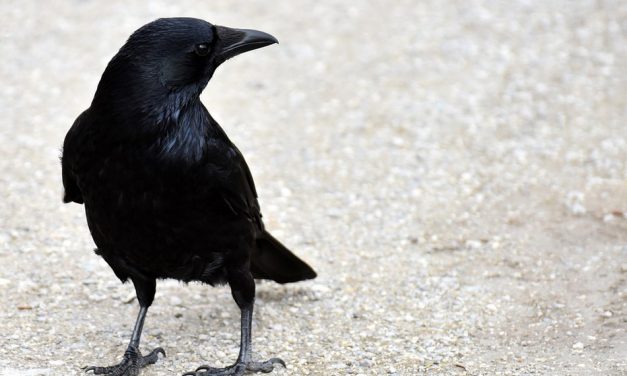 ಅವರು ಬೀಳಿಸಿದ ಗೂಡಿನಲ್ಲಿ ಕಾಗೆಯ ಮರಿಗಳಿದ್ದವು: ಮುನವ್ವರ್ ಪರಿಸರ ಕಥನ