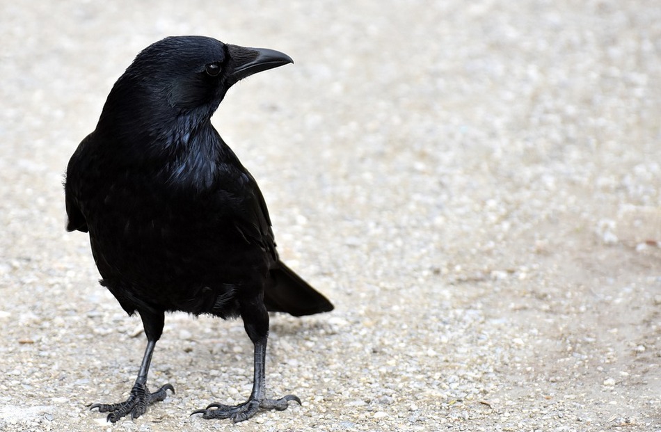 ಅವರು ಬೀಳಿಸಿದ ಗೂಡಿನಲ್ಲಿ ಕಾಗೆಯ ಮರಿಗಳಿದ್ದವು: ಮುನವ್ವರ್ ಪರಿಸರ ಕಥನ