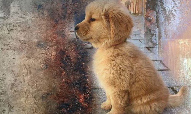 ಮೂಕ ಪ್ರೀತಿಗೆ ಕರಗುವ ಮನವು: ಇ.ಆರ್.ರಾಮಚಂದ್ರನ್ ಲೇಖನ