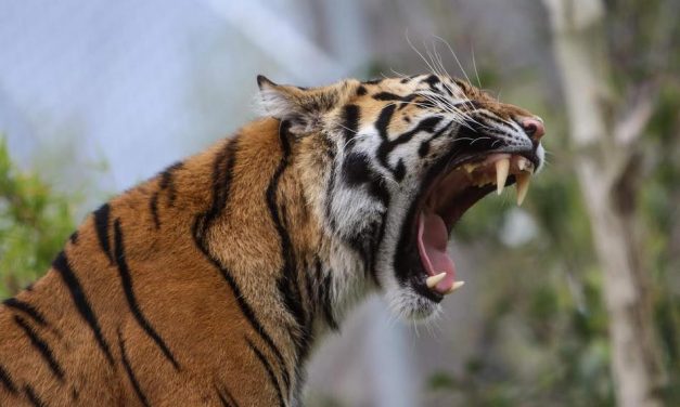 ಎರಡು ಹುಲಿಗಳ ಅಕಾಲಿಕ ಸಾವಿನ ಕುರಿತು:ಯೋಗೀಂದ್ರ ಬರೆವ ಇಂಗ್ಲೆಂಡ್ ಲೆಟರ್