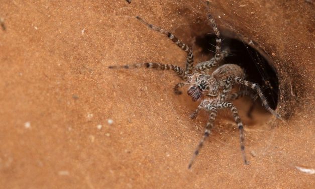 ಡಾ. ಅಭಿಜಿತ್ ತೆಗೆದ ಫನಲ್ ವೆಬ್ ಸ್ಪೈಡರ್ ನ ಚಿತ್ರ.