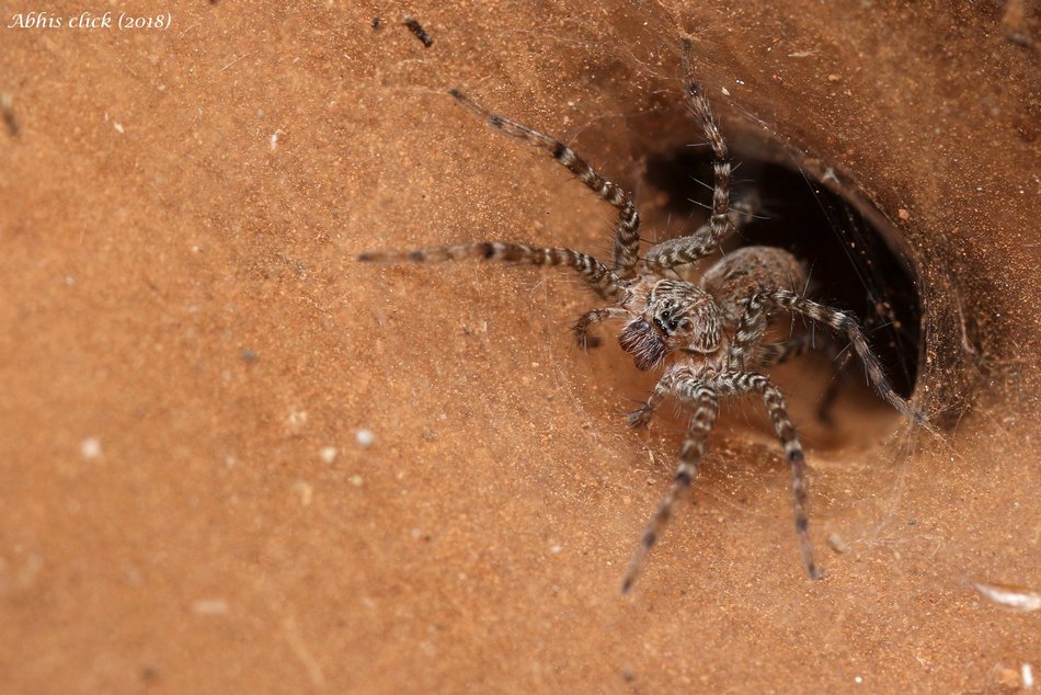 ಡಾ. ಅಭಿಜಿತ್ ತೆಗೆದ ಫನಲ್ ವೆಬ್ ಸ್ಪೈಡರ್ ನ ಚಿತ್ರ.