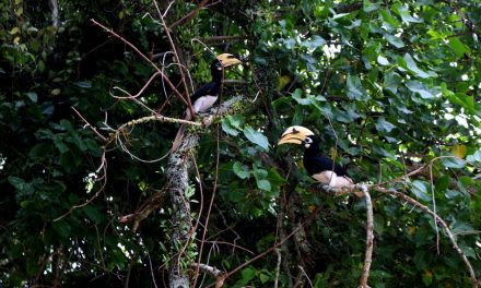 ಪಾಂಗ್ಕೋರ್ ದ್ವೀಪ,ಮಂಗಟ್ಟೆ ಹಕ್ಕಿ ಮತ್ತು ಮಳೆಯ ಹಗಲು:ನರೇಂದ್ರ ಬಾಬು ಪ್ರವಾಸ ಕಥನ