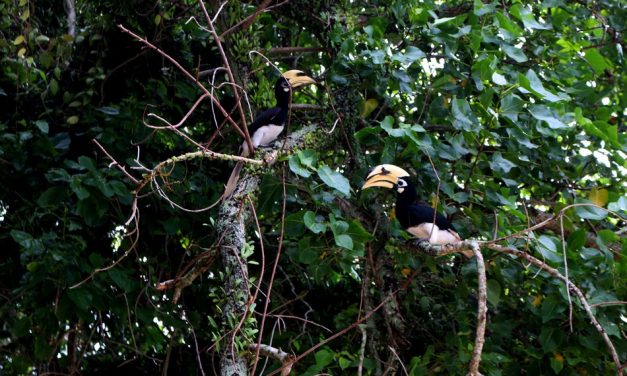 ಪಾಂಗ್ಕೋರ್ ದ್ವೀಪ,ಮಂಗಟ್ಟೆ ಹಕ್ಕಿ ಮತ್ತು ಮಳೆಯ ಹಗಲು:ನರೇಂದ್ರ ಬಾಬು ಪ್ರವಾಸ ಕಥನ