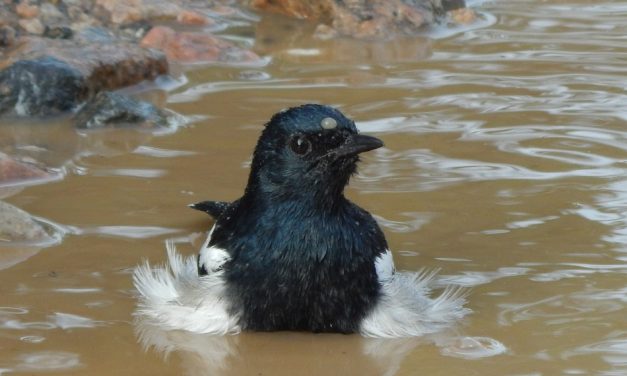 ಪೂರ್ಣೇಶ್ ಮತ್ತಾವರ ತೆಗೆದ ಮಡಿವಾಳ ಹಕ್ಕಿಯ ಚಿತ್ರ.