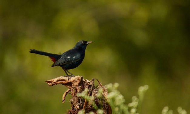 ಗಿರೀಶ್ ಕುಮಾರ್ ತೆಗೆದ ಚಿಟ್ಟು ಮಡಿವಾಳ ಹಕ್ಕಿಯ ಚಿತ್ರ