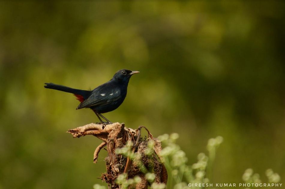 ಗಿರೀಶ್ ಕುಮಾರ್ ತೆಗೆದ ಚಿಟ್ಟು ಮಡಿವಾಳ ಹಕ್ಕಿಯ ಚಿತ್ರ