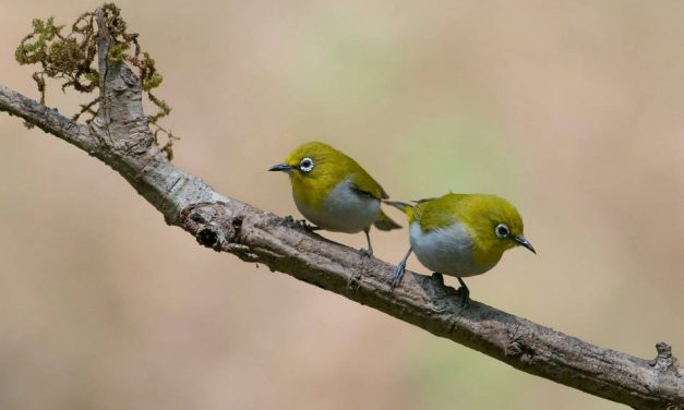 ಗೌರೀಶ್ ಕಪನಿ ತೆಗೆದ ಓರಿಯಂಟಲ್ ವೈಟ್ ಐ ಹಕ್ಕಿಗಳ ಚಿತ್ರ