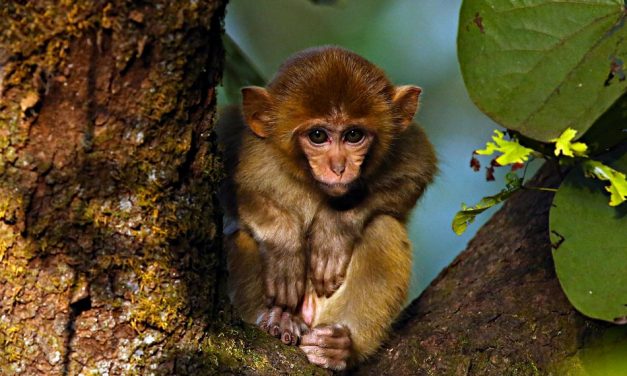 ಲೀಲಾ ಅಪ್ಪಾಜಿ ತೆಗೆದ ಈ ದಿನದ ಚಿತ್ರ