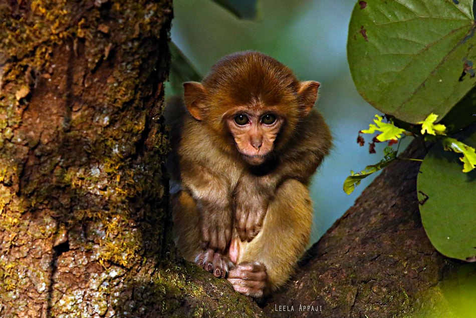 ಲೀಲಾ ಅಪ್ಪಾಜಿ ತೆಗೆದ ಈ ದಿನದ ಚಿತ್ರ