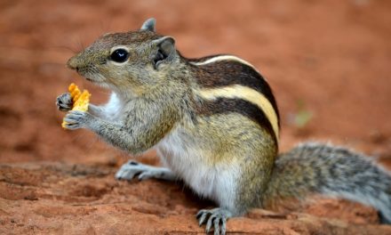 ಜಾತಿ ಕೆಟ್ಟ ಅಳಿಲಿನ ಅಂತ್ಯ:ಮುನವ್ವರ್ ಪರಿಸರ ಕಥನ
