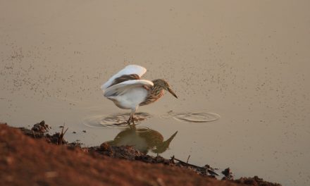 ಶ್ರೀಧರ.ಟಿ.ಕೆ.  ತೆಗೆದ ಈ ದಿನದ ಚಿತ್ರ