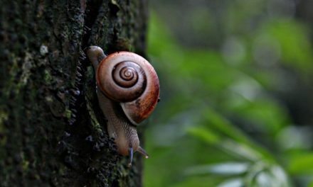 ಕೃಷ್ಣ ದೇವಾಂಗಮಠ ತೆಗೆದ ಈ ದಿನದ ಚಿತ್ರ