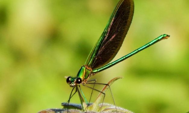 ಪೂರ್ಣೇಶ್ ಮತ್ತಾವರ ತೆಗೆದ ಈ ದಿನದ ಚಿತ್ರ