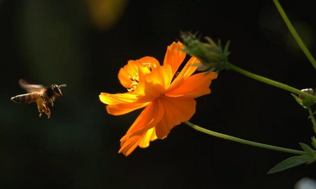 ಅಬ್ದುಲ್ ರಶೀದ್ ತೆಗೆದ ಈ ದಿನದ ಚಿತ್ರ