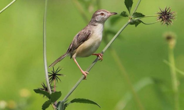 ದೀಪಕ್ ಬೈಪುರಾ ತೆಗೆದ ಈ ದಿನದ ಫೋಟೋ