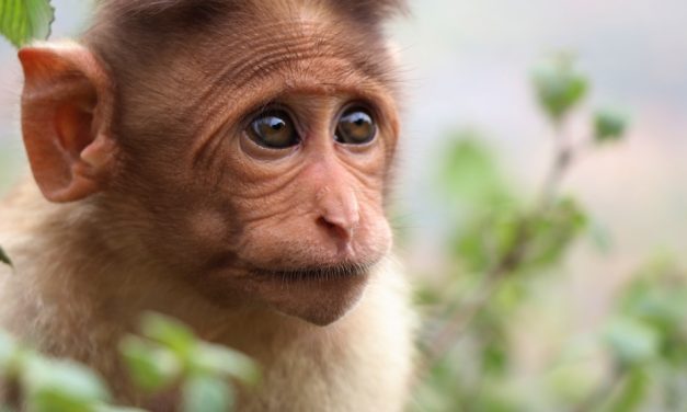 ಸುಚಿತ್ರಾ ಯು ತೆಗೆದ ಈ ದಿನದ ಚಿತ್ರ