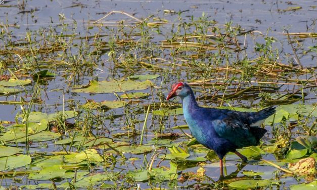 ಗಗನ್ ಬೂಸ್ನೂರ್ ತೆಗೆದ ಈ ದಿನದ ಚಿತ್ರ
