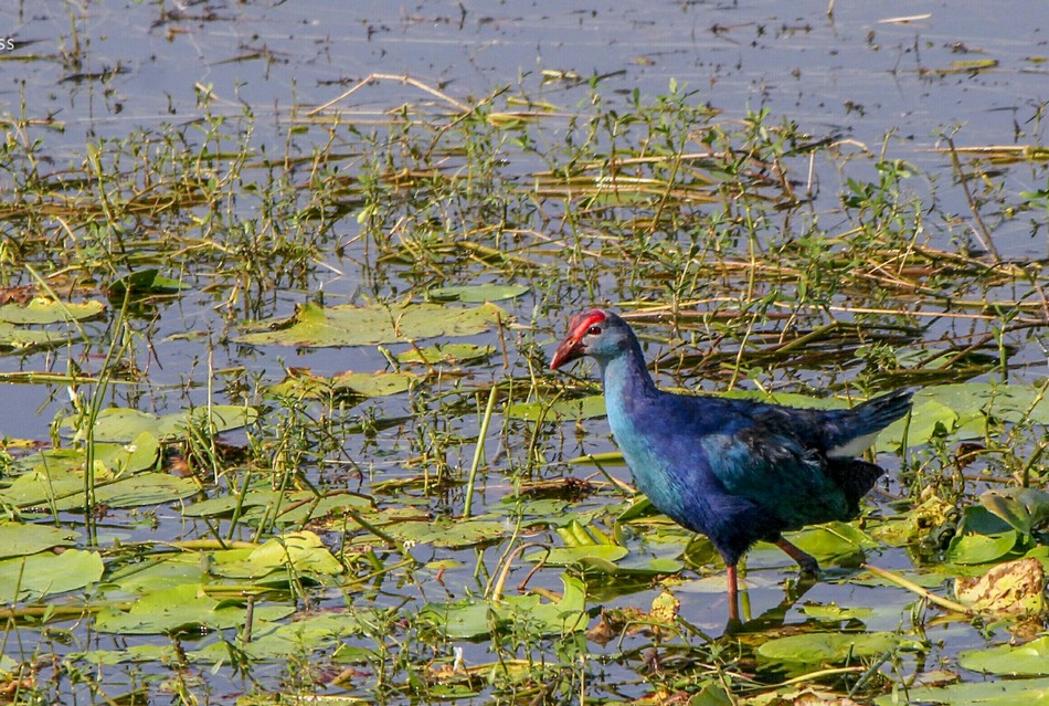 ಗಗನ್ ಬೂಸ್ನೂರ್ ತೆಗೆದ ಈ ದಿನದ ಚಿತ್ರ