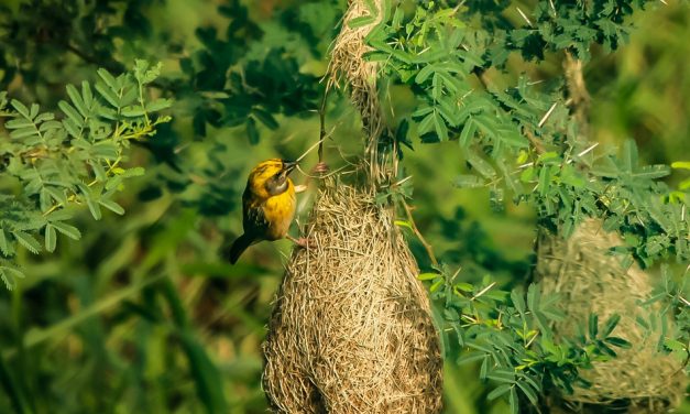ತುಷಾರ್ ರಾಜೇಶ್ ತೆಗೆದ ಈ ದಿನದ ಚಿತ್ರ