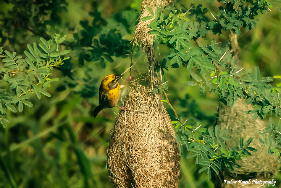 ತುಷಾರ್ ರಾಜೇಶ್ ತೆಗೆದ ಈ ದಿನದ ಚಿತ್ರ