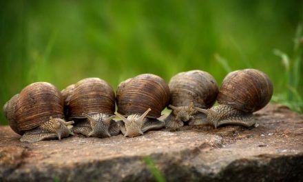 ಬಾಯಲ್ಲಿ ಸಿಕ್ಕ ಬಸವನ ಹುಳು: ಮುನವ್ವರ್ ಪರಿಸರ ಕಥನ