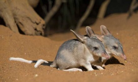 ಈಸ್ಟರ್ ಬನ್ನಿ ಮತ್ತು ಈಸ್ಟರ್ ಬಿಲ್ಬಿಯ ಕಥೆ: ಡಾ. ವಿನತೆ ಶರ್ಮಾ ಅಂಕಣ.