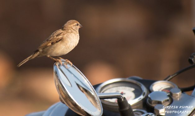 ಗಿರೀಶ್ ಕುಮಾರ್ ತೆಗೆದ ಗುಬ್ಬಚ್ಚಿಯ ಚಿತ್ರ