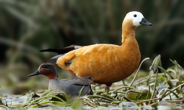 ಲೀಲಾ ಅಪ್ಪಾಜಿ ತೆಗೆದ ಕಂದುಬಾತುಕೋಳಿ (brahminy shelduck) ಮತ್ತು ಮರಿಹಕ್ಕಿಯ ಚಿತ್ರ