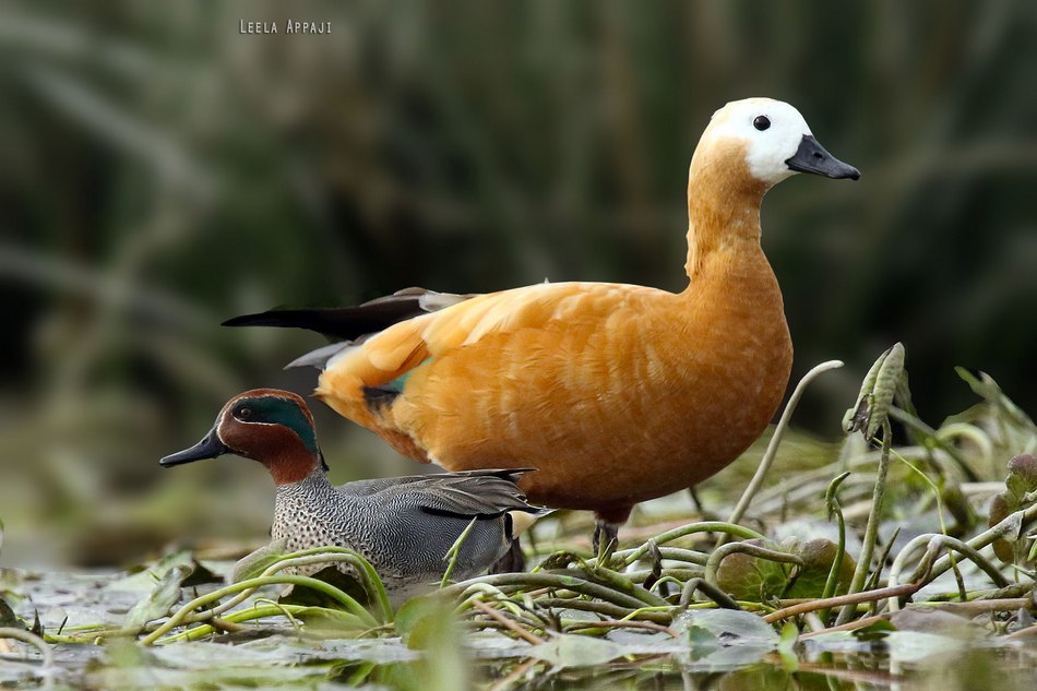 ಲೀಲಾ ಅಪ್ಪಾಜಿ ತೆಗೆದ ಕಂದುಬಾತುಕೋಳಿ (brahminy shelduck) ಮತ್ತು ಮರಿಹಕ್ಕಿಯ ಚಿತ್ರ
