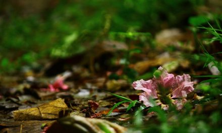 ಬಾಡುವಿನ ಹಿಂದೆ ಕಾಡು ಹಾದಿಯಲ್ಲಿ: ಪ್ರಸಾದ್ ಶೆಣೈ ಕಥಾನಕ