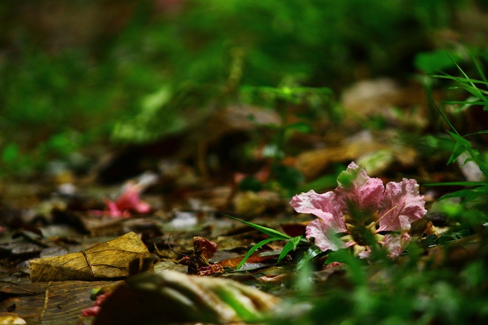 ಬಾಡುವಿನ ಹಿಂದೆ ಕಾಡು ಹಾದಿಯಲ್ಲಿ: ಪ್ರಸಾದ್ ಶೆಣೈ ಕಥಾನಕ