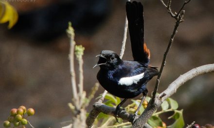 ತುಷಾರ್ ರಾಜೇಶ್ ತೆಗೆದ ಈ ದಿನದ ಚಿತ್ರ