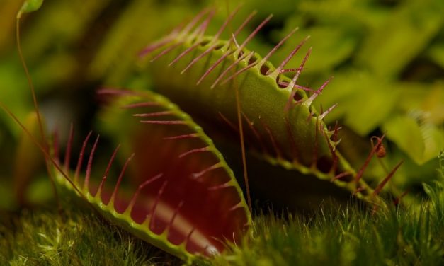 ಕೀಟಹಾರಿ ನಾಚಿಕೆ ಮುಳ್ಳು ಮತ್ತು ಘಾಟಿ ಕೋಳಿ: ಮುನವ್ವರ್ ಜೋಗಿಬೆಟ್ಟು ಬರೆವ ಪರಿಸರ ಕಥಾನಕ