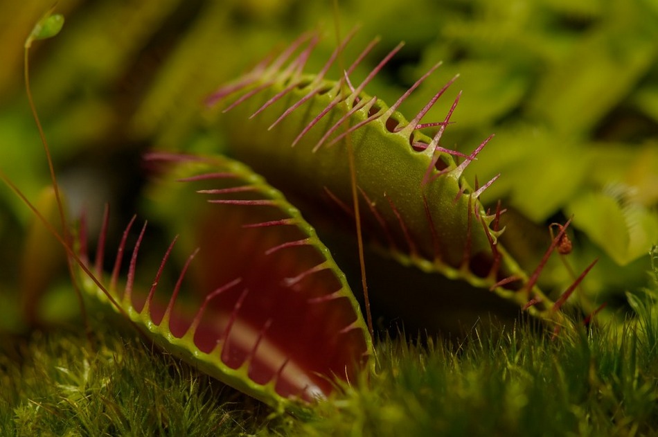 ಕೀಟಹಾರಿ ನಾಚಿಕೆ ಮುಳ್ಳು ಮತ್ತು ಘಾಟಿ ಕೋಳಿ: ಮುನವ್ವರ್ ಜೋಗಿಬೆಟ್ಟು ಬರೆವ ಪರಿಸರ ಕಥಾನಕ