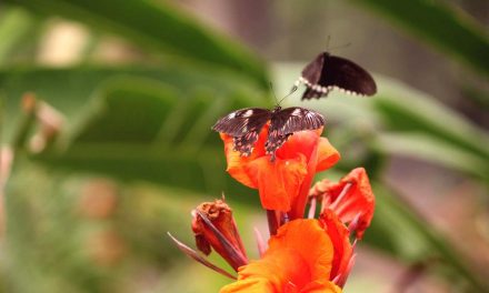 ವಿನೋದ ರಾಮನಗೌಡ ಪಾಟೀಲ ತೆಗೆದ ಈ ದಿನದ ಚಿತ್ರ