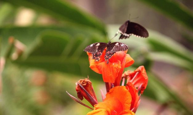 ವಿನೋದ ರಾಮನಗೌಡ ಪಾಟೀಲ ತೆಗೆದ ಈ ದಿನದ ಚಿತ್ರ