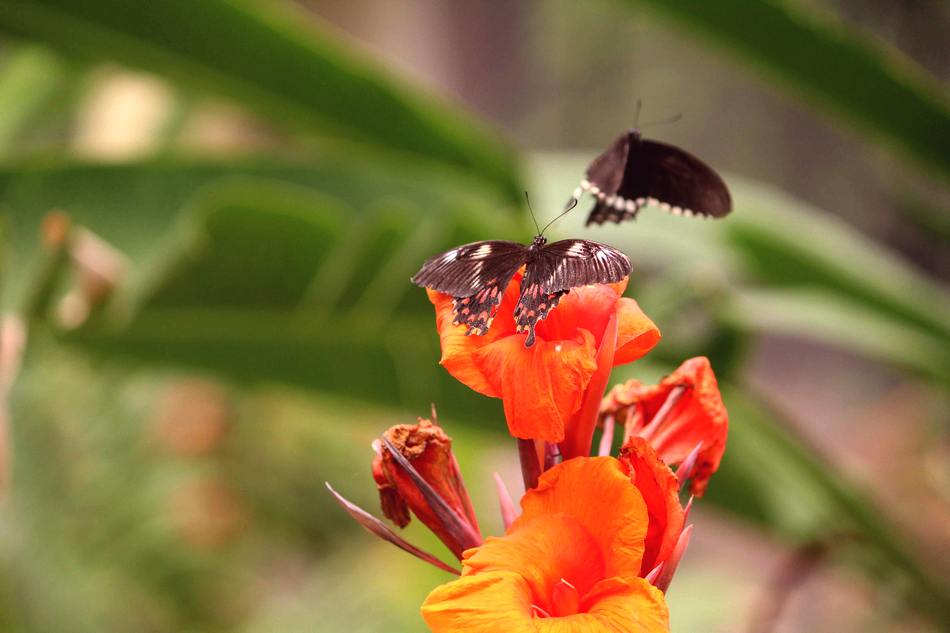 ವಿನೋದ ರಾಮನಗೌಡ ಪಾಟೀಲ ತೆಗೆದ ಈ ದಿನದ ಚಿತ್ರ