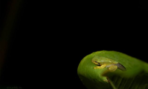 ಕಾರ್ತಿಕ್ ಎ.ಕೆ ತೆಗೆದ ಈ ದಿನದ ಚಿತ್ರ