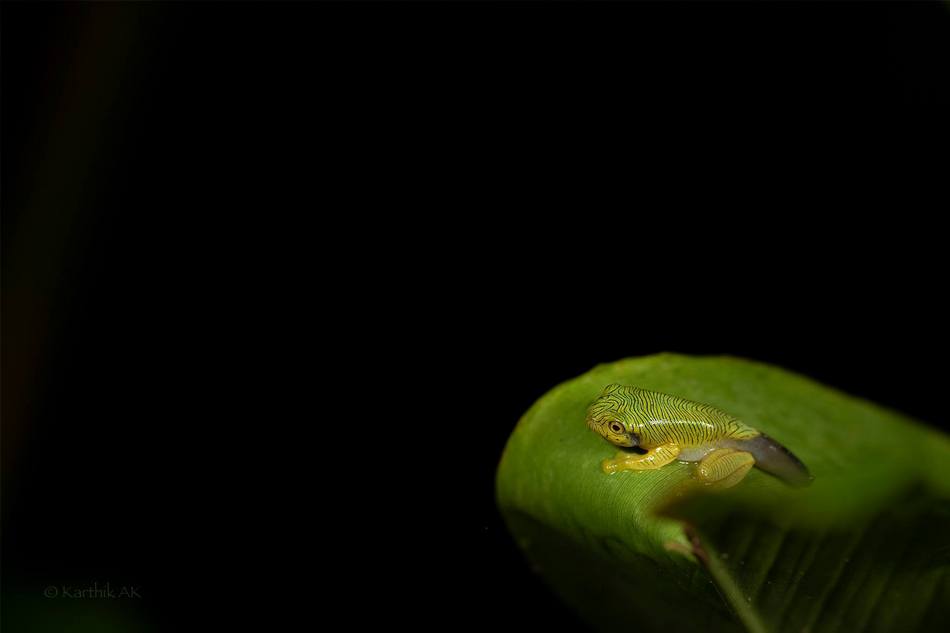 ಕಾರ್ತಿಕ್ ಎ.ಕೆ ತೆಗೆದ ಈ ದಿನದ ಚಿತ್ರ