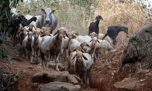 ವಿಪಿನ್ ಬಾಳಿಗ ತೆಗೆದ ಈ ದಿನದ ಚಿತ್ರ