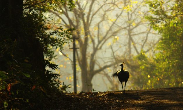 ಪ್ರಸಾದ್ ಶೆಣೈ ತೆಗೆದ ನವಿಲಿನ ಚಿತ್ರ