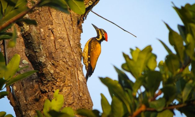 ತುಷಾರ್ ರಾಜೇಶ್ ತೆಗೆದ ಹಳದಿ ಬೆನ್ನಿನ ಮರಕುಟಕ ಹಕ್ಕಿಯ ಚಿತ್ರ