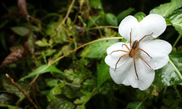 ವಿಪಿನ್ ಬಾಳಿಗ ತೆಗೆದ ಜೇಡದ ಚಿತ್ರ