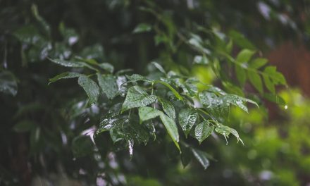ಇಳೆಯ ಹಾಗೆ ಮಳೆಗೆ ಕಾಯುತ್ತಾ: ರೂಪಶ್ರೀ ಕಲ್ಲಿಗನೂರ್ ಅಂಕಣ