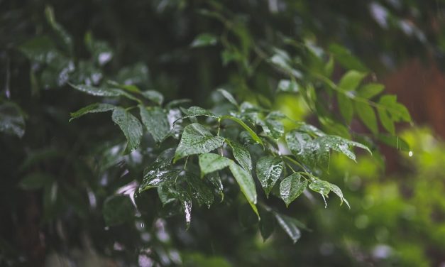 ಇಳೆಯ ಹಾಗೆ ಮಳೆಗೆ ಕಾಯುತ್ತಾ: ರೂಪಶ್ರೀ ಕಲ್ಲಿಗನೂರ್ ಅಂಕಣ
